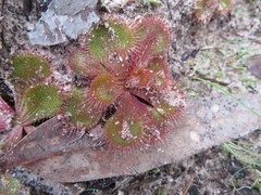 Drosera aberrans
