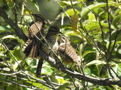 Campylorhynchus gularis