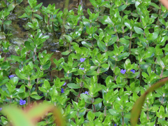 Bacopa caroliniana