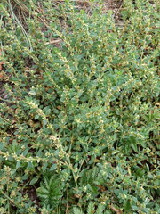 Polygonum arenastrum