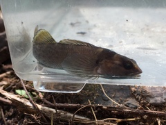Etheostoma douglasi