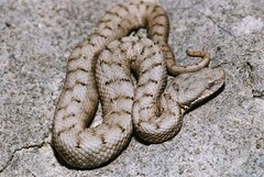 Vipera aspis aspis