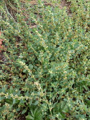 Polygonum arenastrum