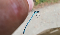 Erythromma lindenii