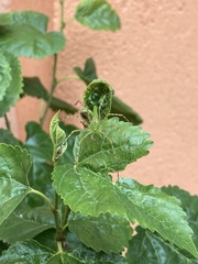 Peucetia viridans