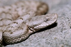 Vipera aspis aspis