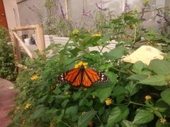 Danaus plexippus plexippus