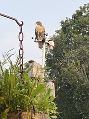 Buteo jamaicensis