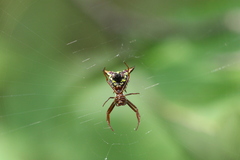Micrathena sagittata