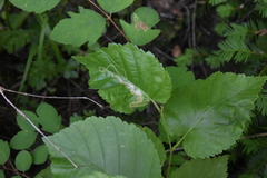 Pterygota
