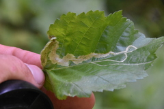 Pterygota