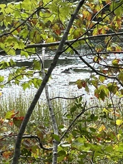 Chrysemys picta picta