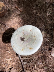 Amanita abrupta