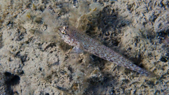 Gobius incognitus