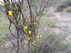 Acacia spinescens