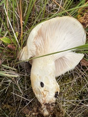 Lactarius scrobiculatus