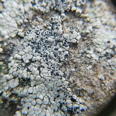 Lecanora oreinoides