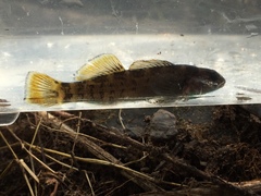 Etheostoma douglasi
