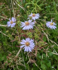 Symphyotrichum novi-belgii