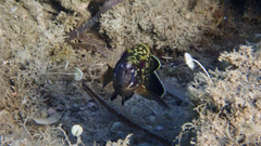 Epinephelus marginatus