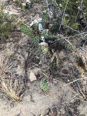 Opuntia polyacantha