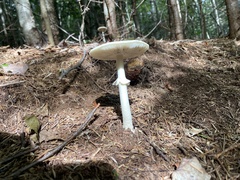 Amanita abrupta