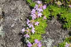 Thymus caespititius