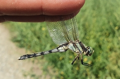 Orthetrum albistylum