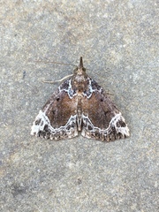 Hypena abalienalis
