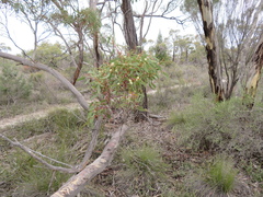 Eucalyptus incrassata