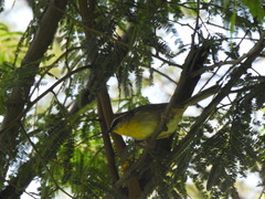 Basileuterus rufifrons