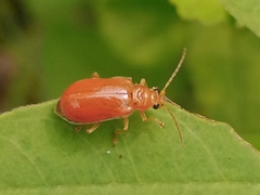 Aulacophora
