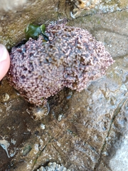 Corallinaceae