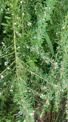 Lespedeza cuneata