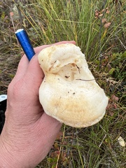 Lactarius scrobiculatus