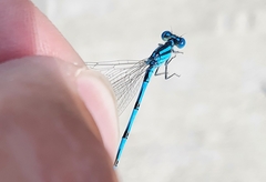 Erythromma lindenii