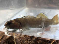 Etheostoma douglasi