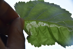 Pterygota