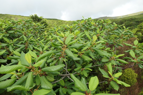 Image of Frangula azorica by (c) Rafael Medina, some rights reserved (CC BY)