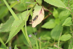 Euodynerus foraminatus