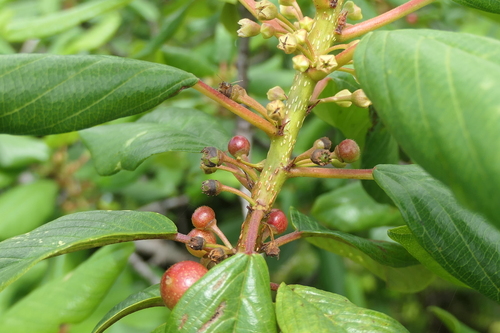 Frangula azorica, photograph 6