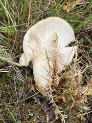 Lactarius scrobiculatus