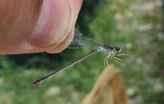 Ischnura pumilio