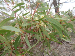 Eucalyptus incrassata