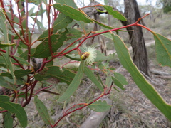 Eucalyptus incrassata