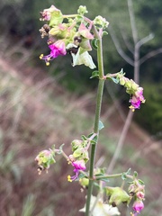 Mirabilis albida