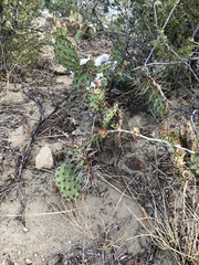 Opuntia polyacantha