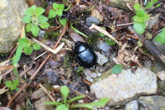 Phelotrupes insulanus
