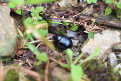 Phelotrupes insulanus