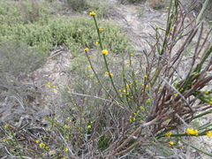 Acacia spinescens
